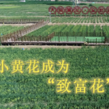 我与总书记“同框”｜小黄花成为“致富花”