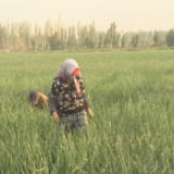 新疆焉耆：“农”墨重彩，描绘五彩乡村振兴画卷