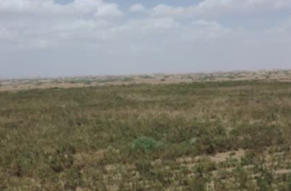 新疆兵团塔里木垦区：防沙治沙林成“生态银行”