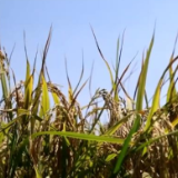 中国农民丰收节 | 基础设施提档升级 提升粮食生产能力