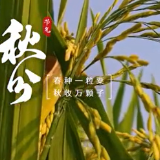 每一帧都是壁纸！跟着节气看丰景