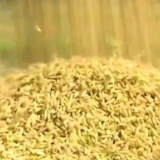 丰收节里话丰收 | 早稻面积和产量均实现增加