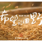 取景新时代︱希望的田野