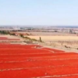 在希望的田野上丨新疆沙湾：红红火火迎丰收