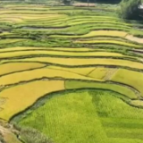 在希望的田野上 | 金石梯田看“丰”景 手工收割迎丰收