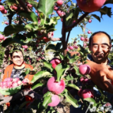 新疆:“三秋”进展顺利 全年丰收在即