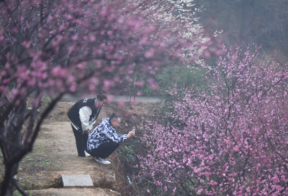 春天的故事丨当南岳的梅花带上春雨滤镜