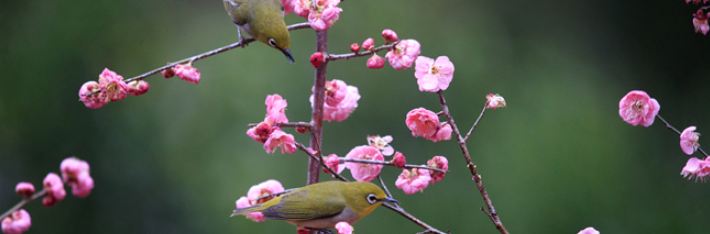 春天的故事丨枝头鸟儿成双对，梅花朵朵开