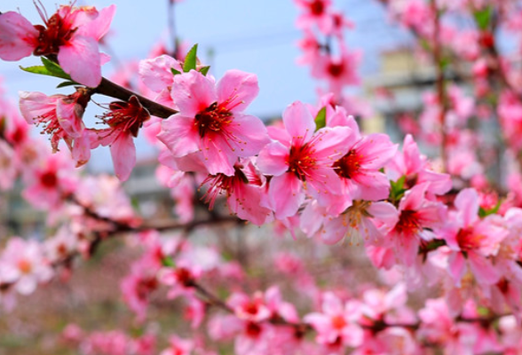 春天的故事丨层层桃花开 满目皆是春