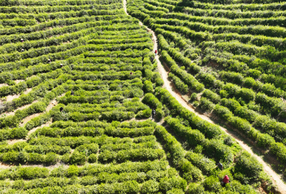 我在祁东拍春天丨新芽吐翠 高峰茶场3000亩春茶抢“鲜”采