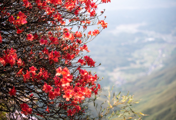 我在南岳拍春天丨悬在南岳峭壁上的“花中西施”