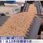 一线调研丨5天抢出13天的活儿！抢出来的丰收是这样实现的→