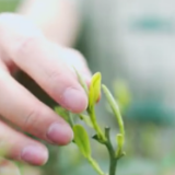 湘潭县：你看你看 今春第一轮明前茶披着朝露向你走来