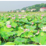 十万亩荷塘成花海 来湘潭县看最美的夏天