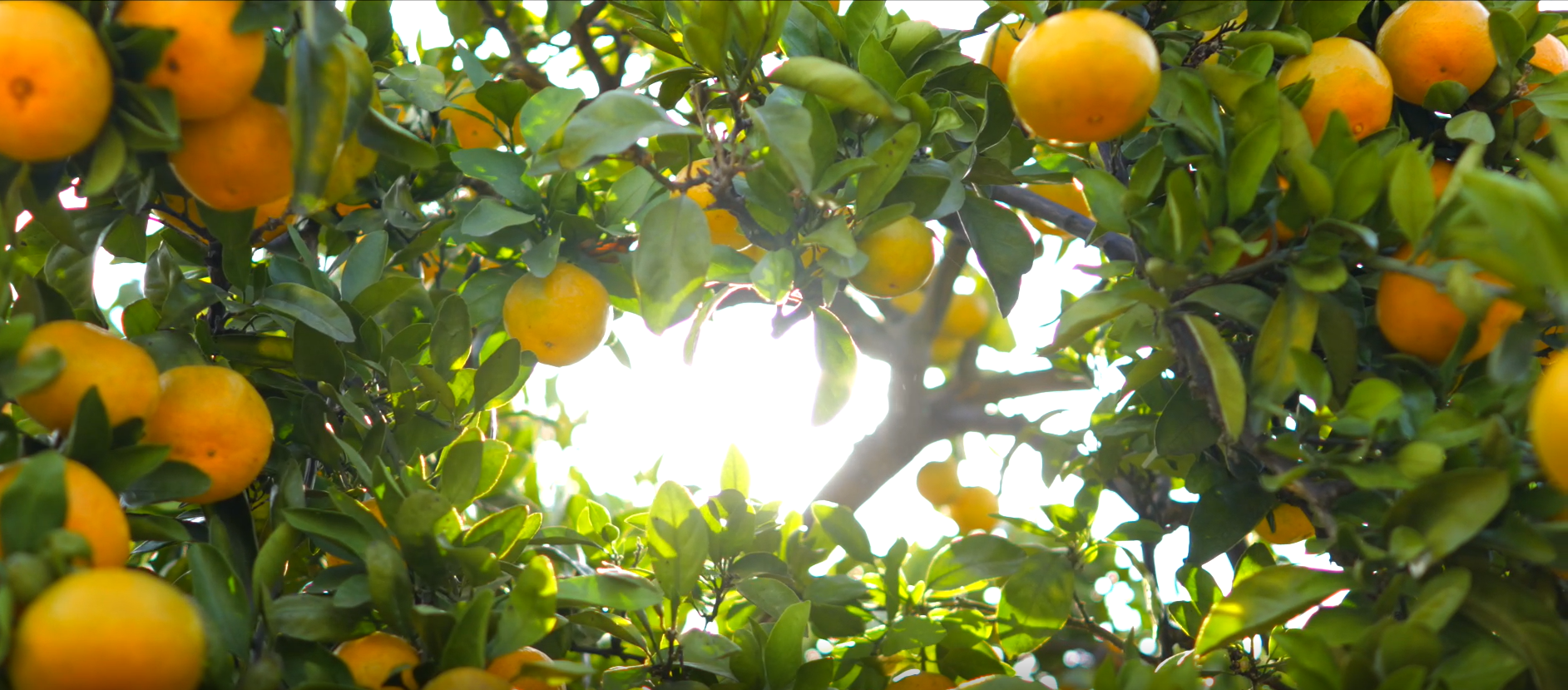 "香甜"全县!  雪峰蜜桔成为洞口的"致富密码"