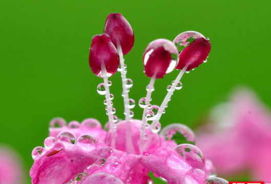组图丨今日芒种 这些花儿娇艳欲滴