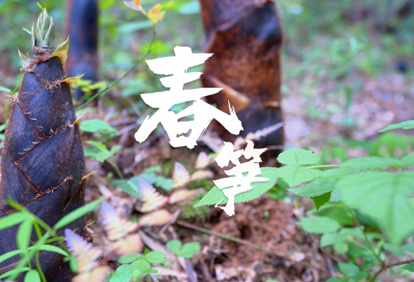 宁乡：一阵春雨一批笋 谷雨过后来尝“鲜”