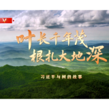 时政专题片丨叶长千年茂 根扎大地深——习近平与树的故事