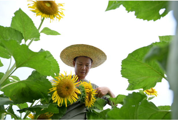 金灿灿的油葵花海  双峰农民人工授粉忙