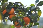 视频丨打破季节束缚 现代农业技术让“柑橘”经济再提速