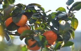 视频丨打破季节束缚 现代农业技术让“柑橘”经济再提速