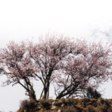 春日西藏“赏花经济”焕新文旅活力