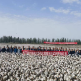 践四力 改文风丨因为这群人，新疆棉花“不怕热”了