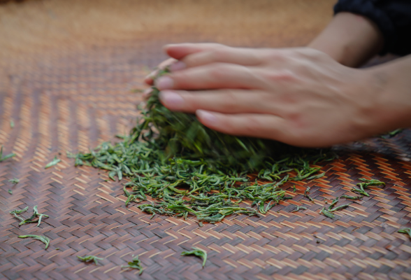 组图｜指尖捻春茶 湘茶学子实操练真功