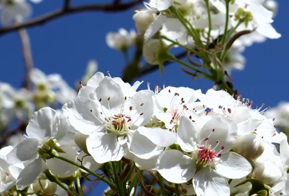 新疆以花为媒 绘旅游新图景
