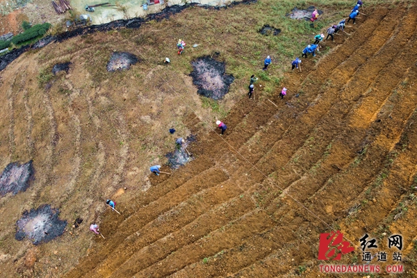 2.村民们全力抢抓时节，挥锄铲土忙着开挖梯地，加快建设茶叶基地。_副本.jpg