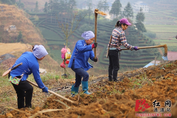 9.村民们全力抢抓时节，挥锄铲土忙着开挖梯地，加快建设茶叶基地。_副本.jpg