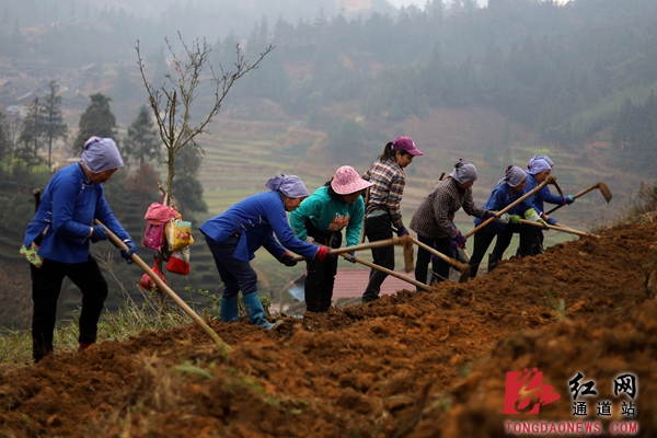 3.村民们全力抢抓时节，挥锄铲土忙着开挖梯地，加快建设茶叶基地。_副本.jpg