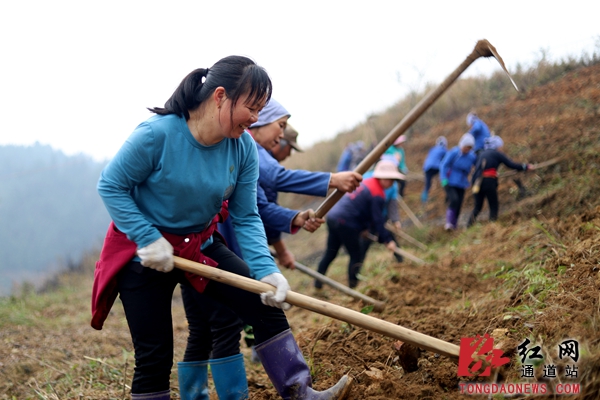 5.村民们全力抢抓时节，挥锄铲土忙着开挖梯地，加快建设茶叶基地。_副本.jpg