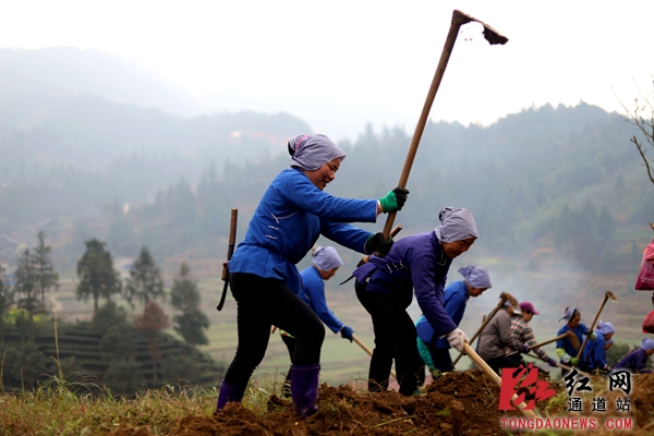 6.村民们全力抢抓时节，挥锄铲土忙着开挖梯地，加快建设茶叶基地。_副本.jpg