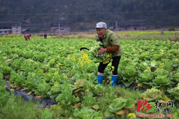 9.村民忙着在采摘菜苔供应市场。_副本.jpg