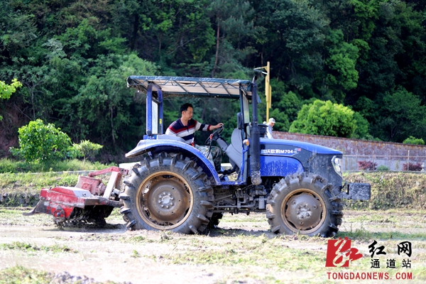 7.农机手驾驶耕田机在种有紫云英的田里犁田。._副本.jpg