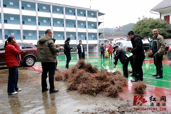 发放优质钩藤苗 助农增收添动力 (2).jpg