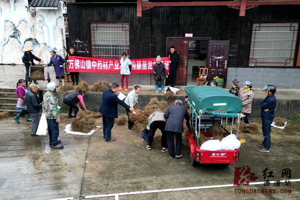 发放优质钩藤苗 助农增收添动力 (6).jpg