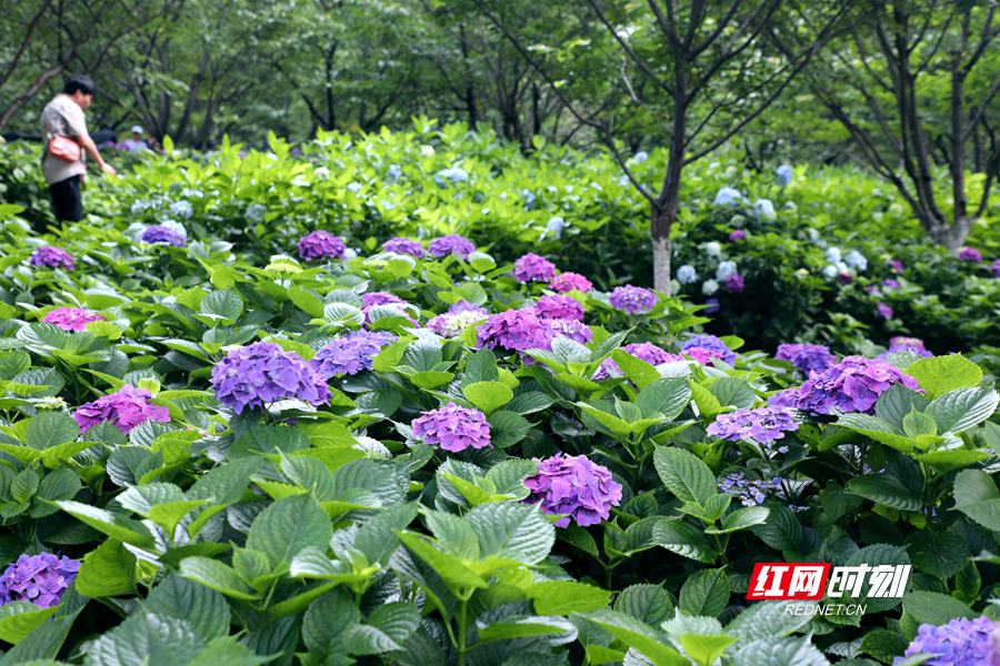 花期有约！湖南省植物园3万余株绣球花绽放