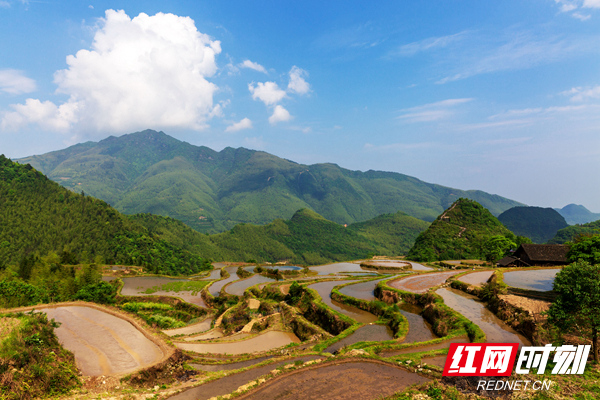 7、黄石板古道在梯田间蜿蜒向上，只见群峰环绕的梯田层次分明，那大大小小、层层叠叠的梯田阡陌纵横、星罗棋布、错落有致、巧夺天工，宛如天地间一幅立体、壮观、多彩的油画卷。.jpg