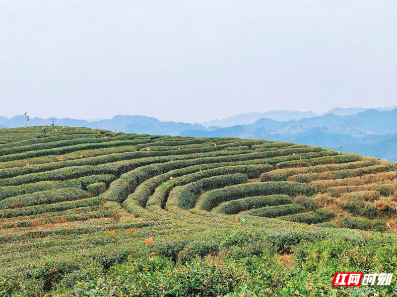 614556f53bbee62e567f4b8a18652122.png 614556f53bbee62e567f4b8a18652122.png