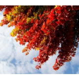 长沙晴朗好天气上线，气温回到20℃以上