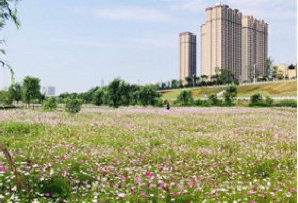 5000平米格桑花海为街巷经济代言 这个社区“种”一条绚烂花路