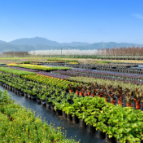 长沙市花卉苗木行业协会成立