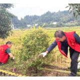万绿丛中点点红 党员志愿者除草忙