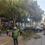 修剪树枝除隐患 剪出亮丽风景线