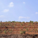 长沙县：优化营商环境 推动油茶产业高质量发展