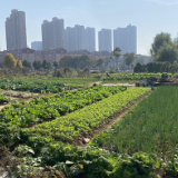 治理违规菜地 扮靓城市环境