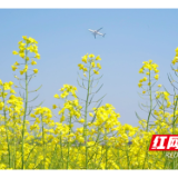 去黄花看黄色花海 打卡“飞机＋花海”美照