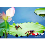 “有追求、有品质、有理想”，听荷花虾讲述乔口那些事儿